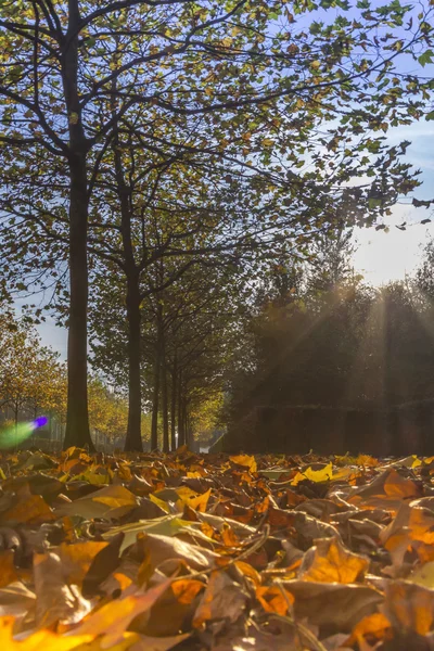 Sun shining through maple alley — Stock Photo, Image