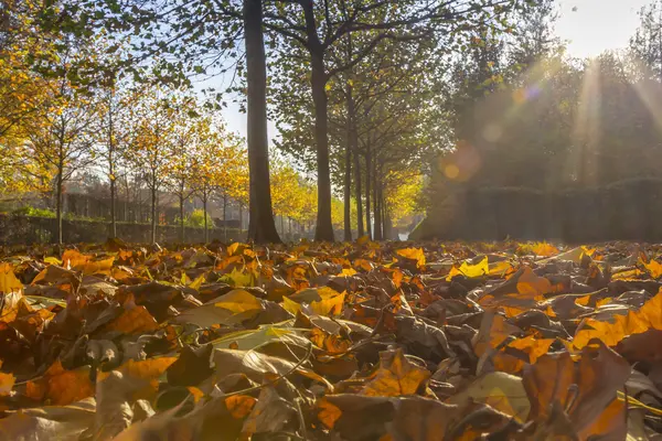 Sun shining through maple alley — Stock Photo, Image