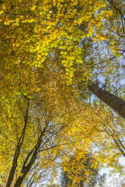ağaçlar güneşli bir sonbahar