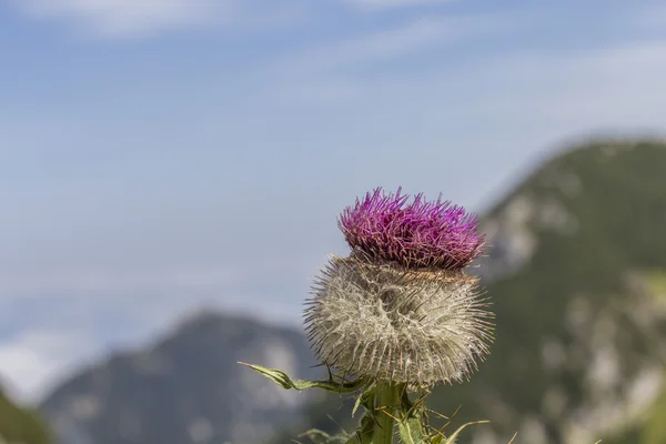 Alpine thistle (Carduus defloratus) — Stock Photo, Image