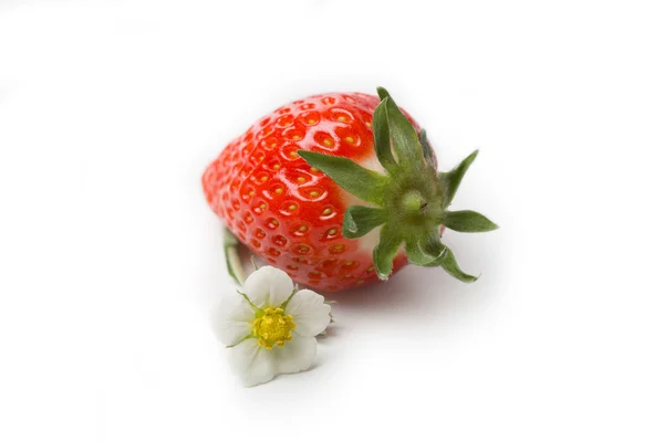 Erdbeere mit Blüte — Stockfoto
