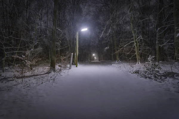 Sneeuw in Forest's nachts — Stockfoto