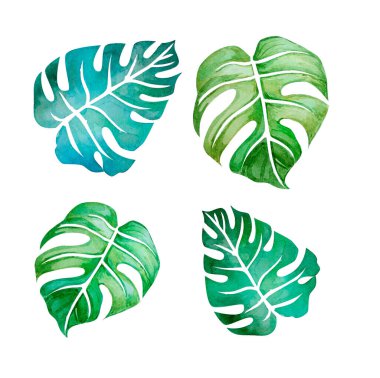 Beyaz arkaplanda farklı suluboya canavar yaprakları.