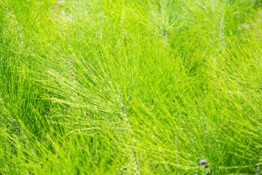 Yeşil Çimen Arkaplanı