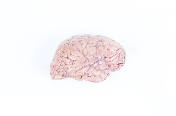 Human brain isolated on white — Stock Photo, Image