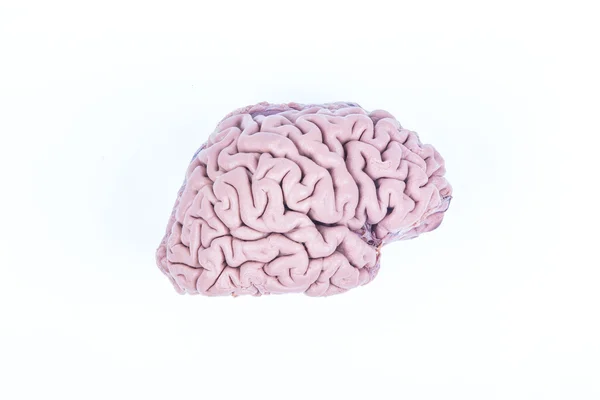 Human brain isolated on white — Stock Photo, Image