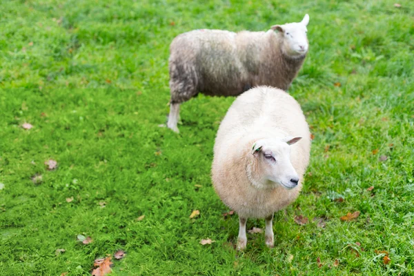Δύο πρόβατα — Φωτογραφία Αρχείου