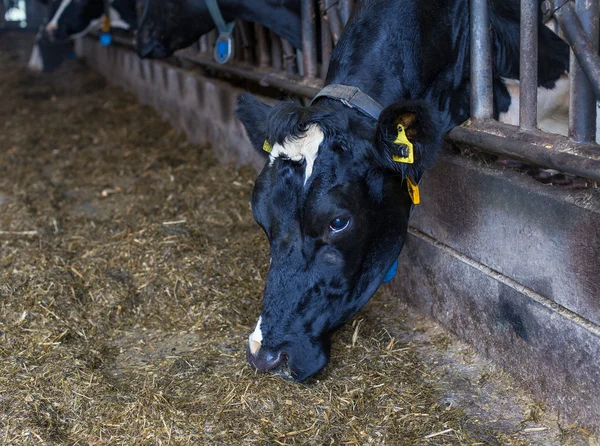 Vacas na exploração agrícola — Fotografia de Stock