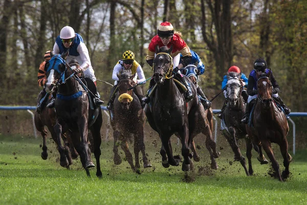 Wroclaw Polonia Abril 2018 Carrera Por Cuatro Años Grupo Caballos — Foto de Stock