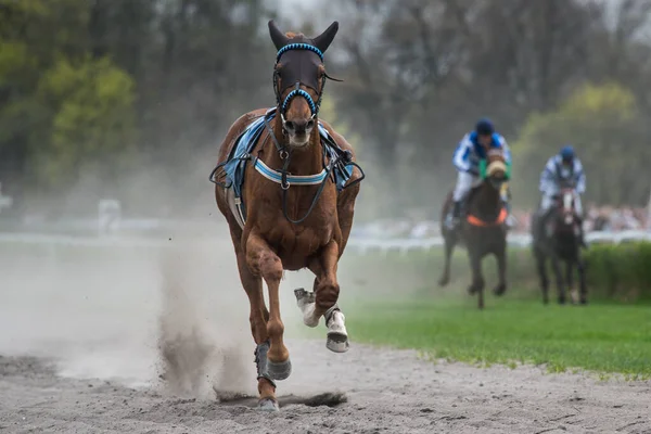 Caballo Asustado Sin Jinete Durante Las Carreras Caballos —  Fotos de Stock