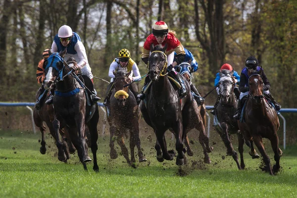 Wroclaw Polonia Abril 2018 Carrera Por Cuatro Años Grupo Caballos —  Fotos de Stock