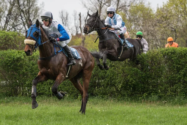 Wroclaw Poland April 2018 International Race Obstacles Four Years Horses — Stock Photo, Image