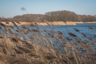 Pond Sunny Milicz, Polonya 'da. Kasıtlı olarak bulanık.