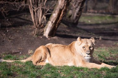 A female lion is resting in the grass on a sunny day
