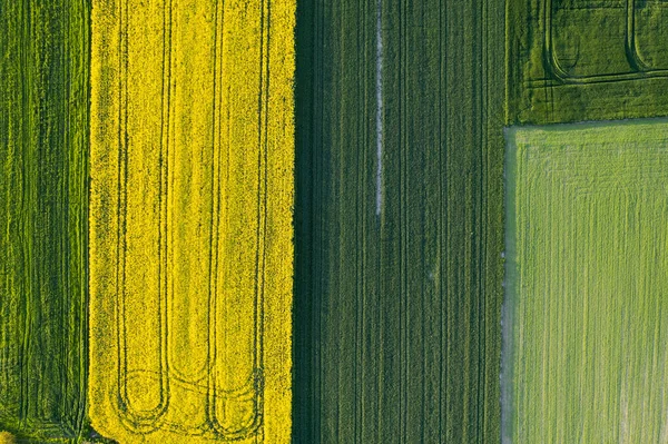 Sarı kolza tohumu tarlasının ve yeşil tahıl tarlasının drone görüntüsü