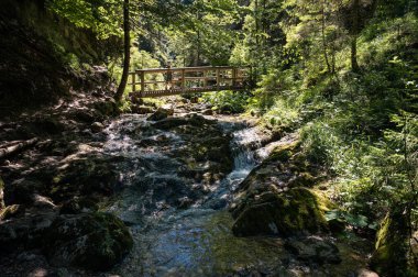 Ormandaki bir derenin üzerindeki küçük köprü.