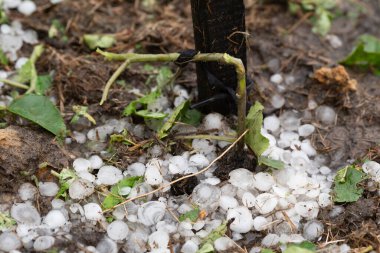 Polonya 'daki haziran fırtınasından sonra bahçedeki domates çalıları ve çimenler