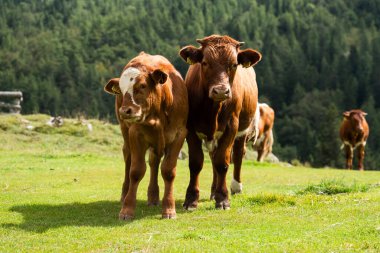 Slovenya 'nın arka planında sık ve yeşil bir orman bulunan yemyeşil bir dağ çayırında birbirine yakın duran iki yavru (Bohinjska Cika).
