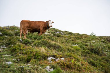 Boynunda geleneksel bir çan olan kahverengi ve beyaz bir inek Slovenya 'da bulutlu bir gökyüzünün altında kayalık, çalılarla kaplı bir dağ yamacında duruyor..
