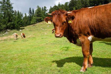 Slovenya 'da otlayan diğer sığırlarla birlikte çimenli bir dağ yamacındaki kameraya bakan meraklı bir kahverengi ineğin yakın plan portresi.