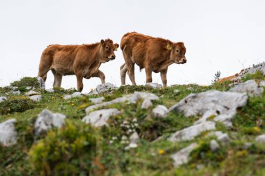 Slovenya 'nın arka planında sık ve yeşil bir orman bulunan yemyeşil bir dağ otlağında iki genç kahverengi buzağı birlikte yürüyor..