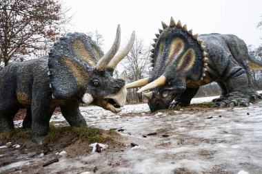 LUBIN, POLAND 15 HAZİRAN 2026 Park Wroclawski. İki gerçek boyutlu Triceratops (Triceratops) modeli kış eğitim veren bir paleo parkında karşı karşıya..