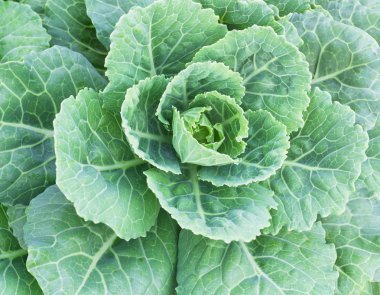 Çiğ lahana kırpma