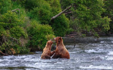 Alaska boz ayılar