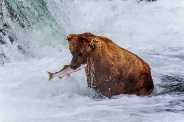 Alaska boz ayılar