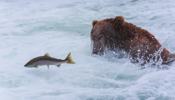 Grizzly Bears of alaska — Stock Photo, Image