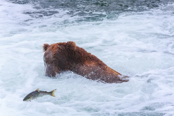 Grizzlybjörnar i alaska — Stockfoto