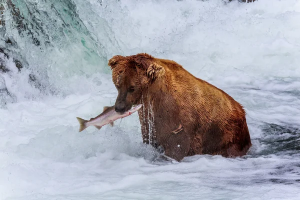 Σταχτιές αρκούδες της Αλάσκας Φωτογραφία Αρχείου