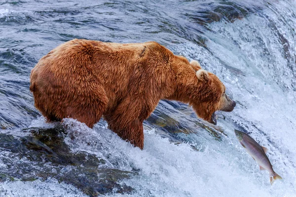 Grizzlybjörnar i alaska — Stockfoto