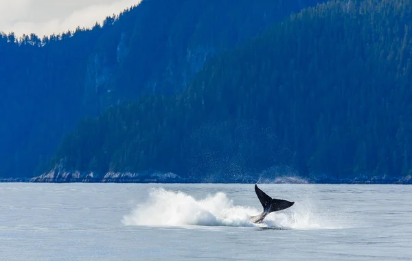 Hampback Whale violazione .. — Foto Stock