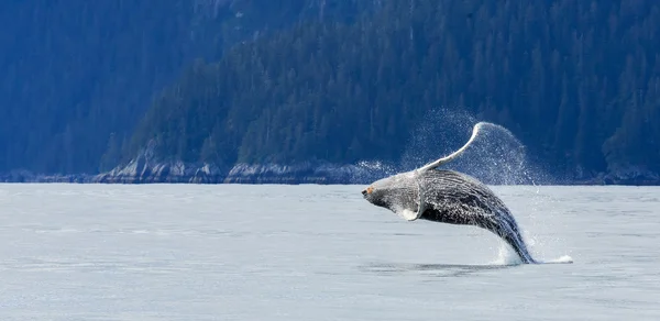Hampback φάλαινα, παραβιάζοντας.. Εικόνα Αρχείου
