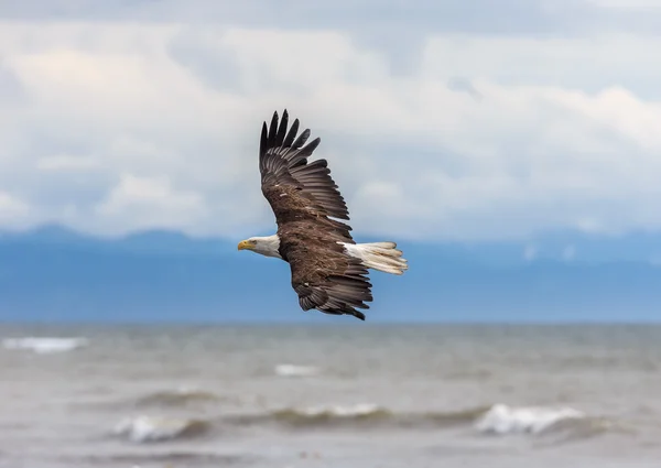 Diffondere aquila ali aperte Pesca — Foto Stock