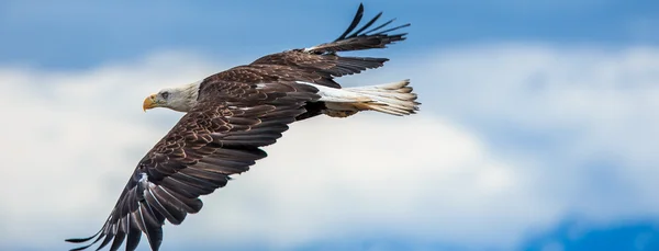 Oldalpár Eagle nyitott szárnyak halászati — Stock Fotó