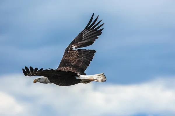 Spread Eagle Ανοίξτε φτερά αλιείας — Φωτογραφία Αρχείου