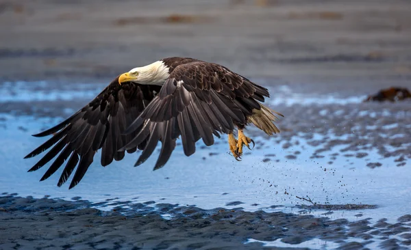 Diffondere aquila ali aperte Pesca — Foto Stock