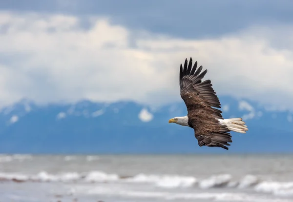 Spread Eagle Open Wings Fishing — Stock Photo, Image