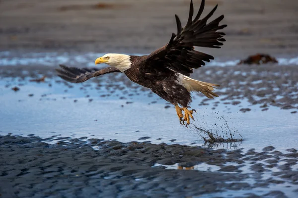 Diffondere aquila ali aperte Pesca — Foto Stock