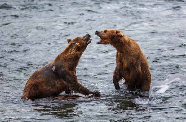 Grizzly Bears Pesca de salmón — Foto de Stock