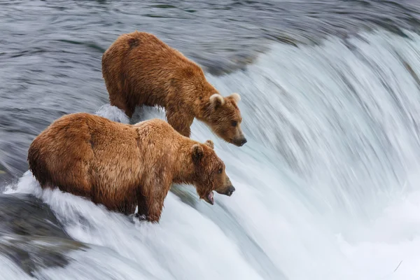 Grizzlybjörnar fiske efter lax — Stockfoto