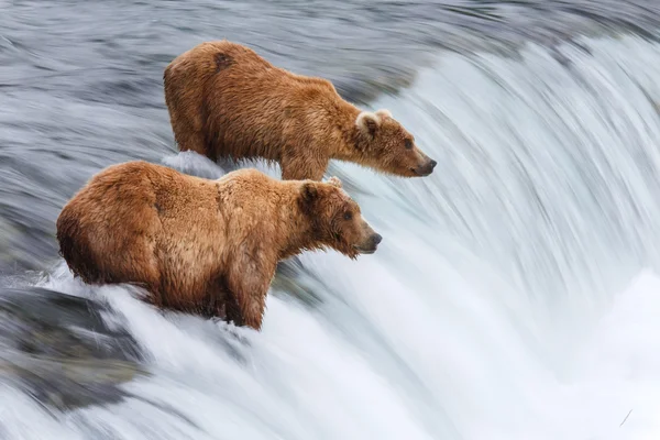 Grizzlybjörnar fiske efter lax — Stockfoto