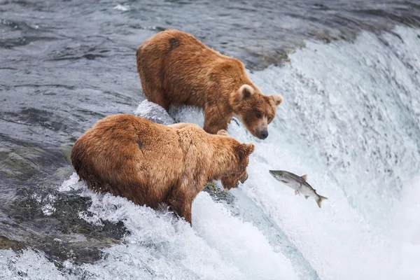 Grizzly Bears Pêche au saumon — Photo