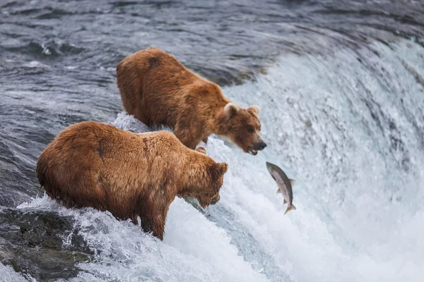 Grizzly beren vissen op zalm — Stockfoto