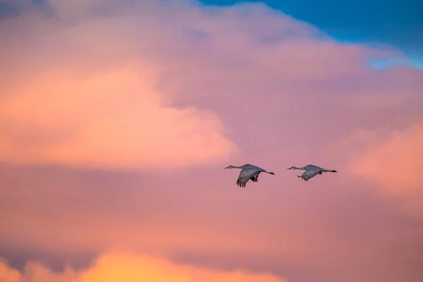Guindastes de Sandhill voando com céu dramático sobre o sudoeste americano — Fotografia de Stock