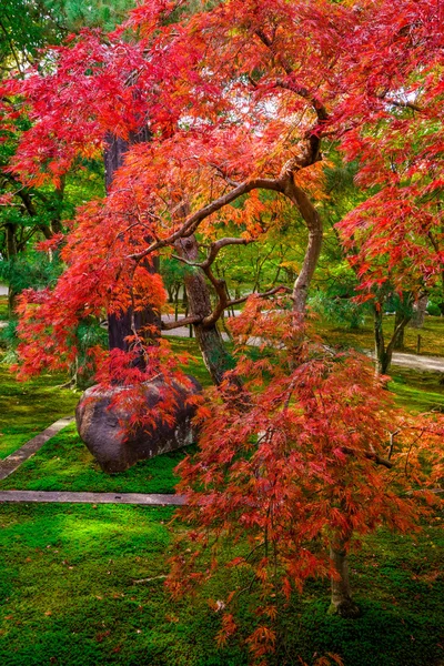 Colori dell'autunno in Giappone — Foto Stock