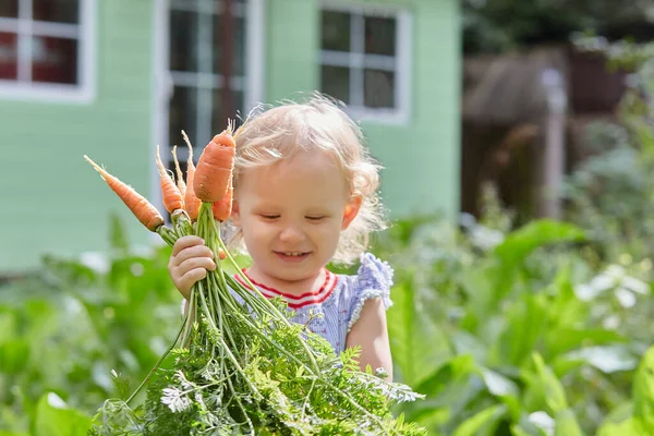 toddler carries an armful of plucked carrots in the garden. Sunny summer happy day. Harvesting in the fall