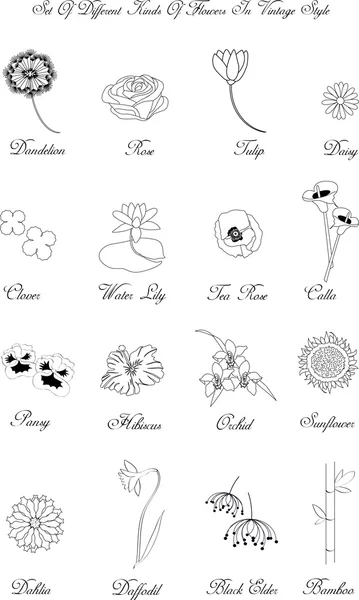 Diferentes tipos de flores — Vector de stock